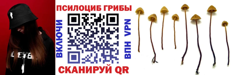 Псилоцибиновые грибы мицелий  Инсар 